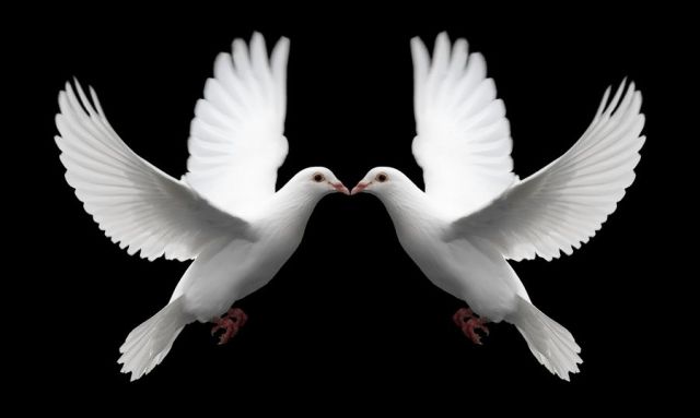 Pair_of_White_Doves_Symbolize_Love