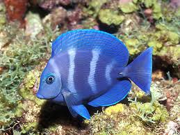 blue fish